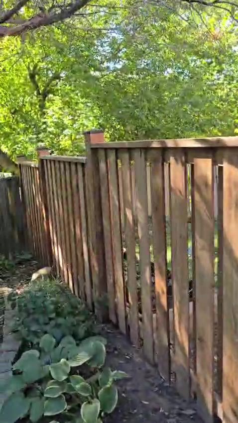 Wood fence bordering a garden with hostas